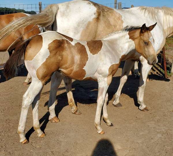 buckskin-all-around-tri-color-horse