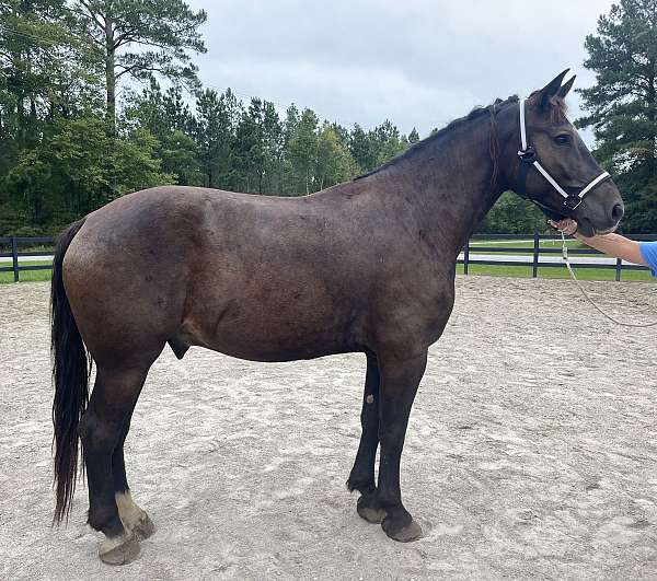 black-quarter-horse-gelding