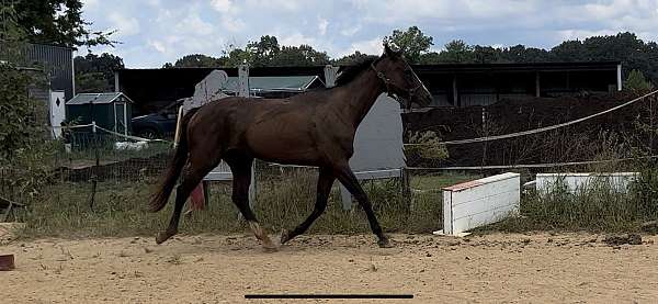 athletic-thoroughbred-horse