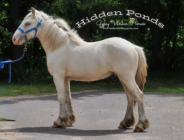 dappled-gypsy-vanner-palomino-horse