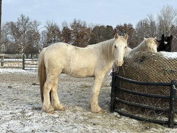 dappled-gypsy-vanner-palomino-horse