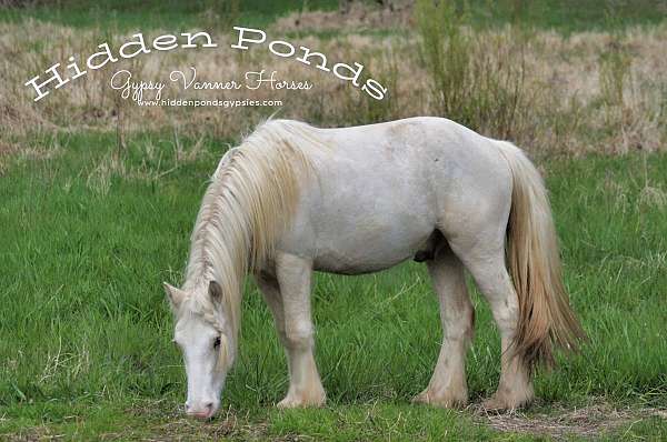 dappled-gypsy-vanner-palomino-horse