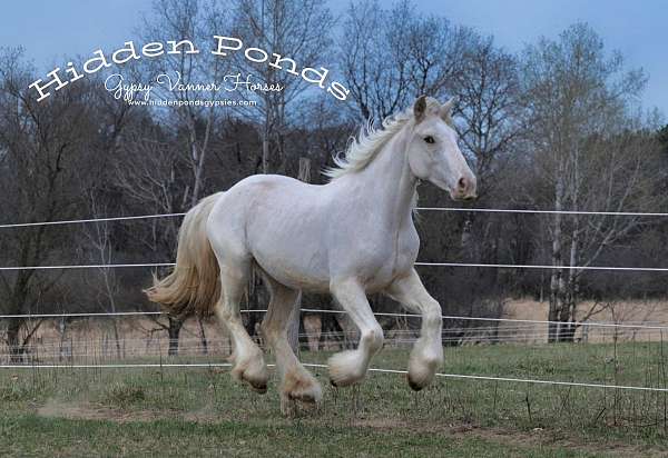 class-winner-gypsy-vanner-horse