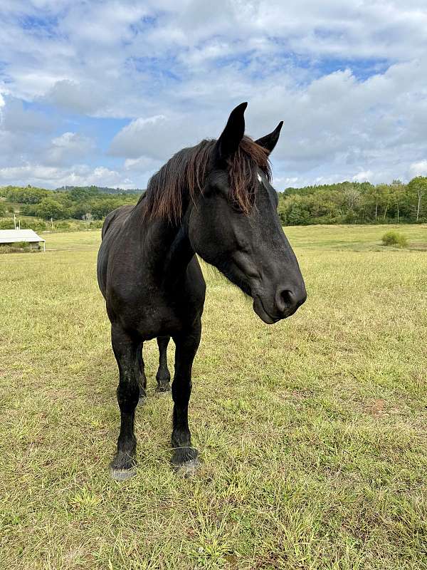 black-small-star-horse