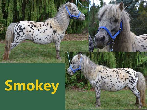 grey-appaloosa-miniature-gelding-stallion