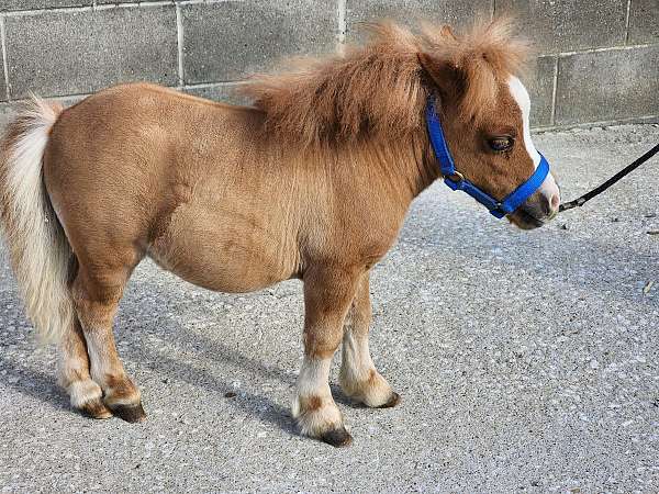 miniature-horse-for-sale