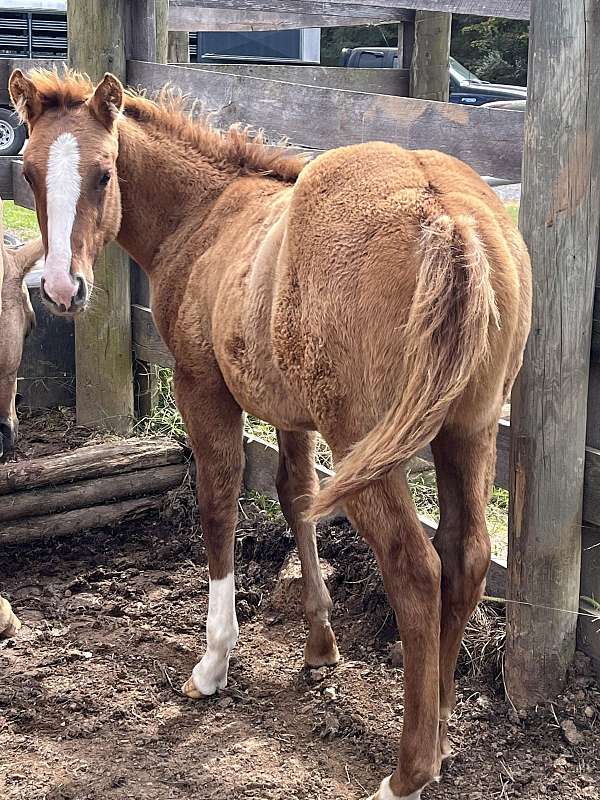 quarter-horse-filly