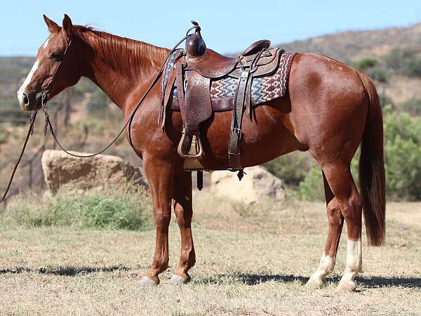 rey-dual-quarter-horse