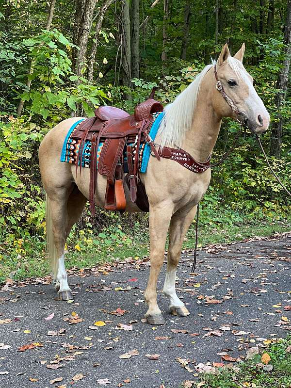 barrel-ranch-palomino-horse