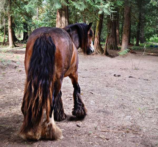 western-dressage-gypsy-vanner-horse
