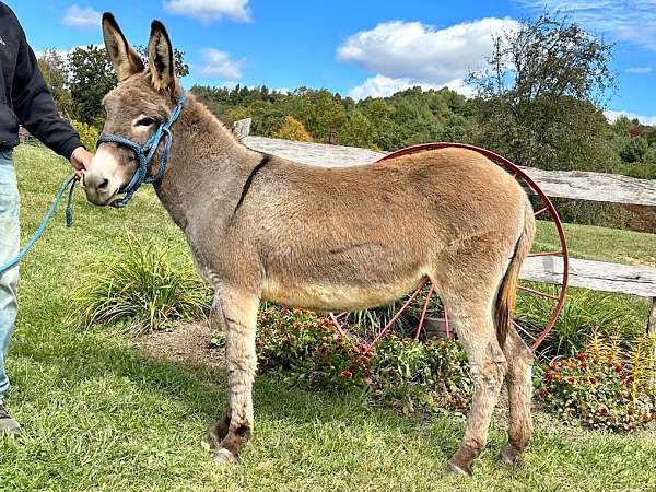 sweet-personality-donkey