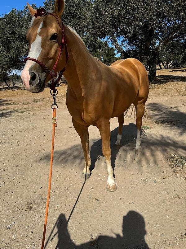 palomino-athletic-started-under-saddle-horse