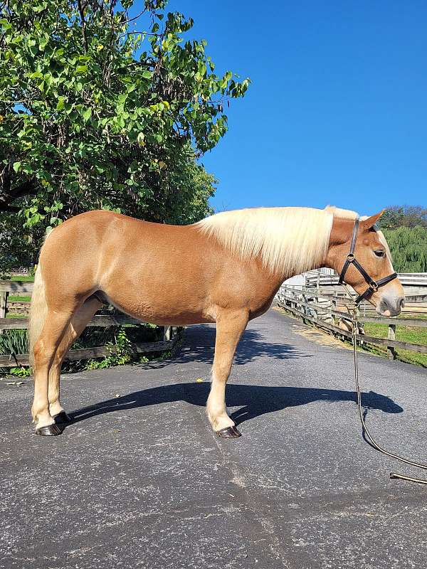 therapy-haflinger-horse
