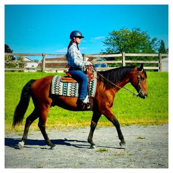 left-hind-sock-horse