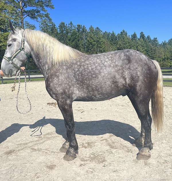 grey-percheron-gelding