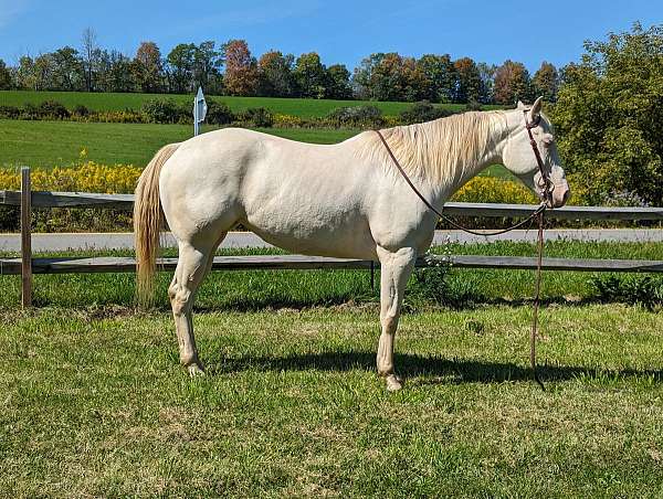reining-appendix-quarter-horse