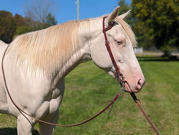 perlino-appendix-quarter-horse-mare