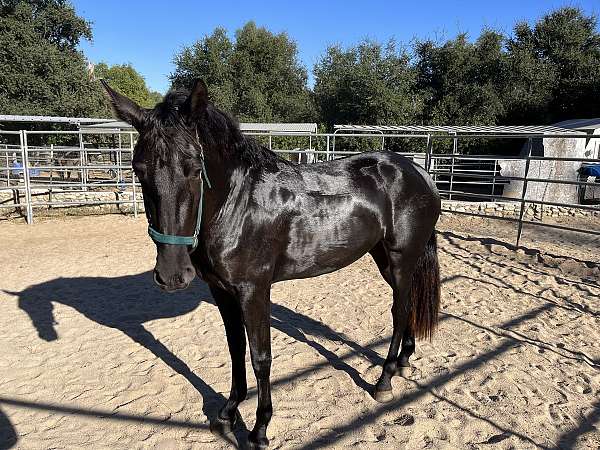 brown-chocolate-andalusian-mare