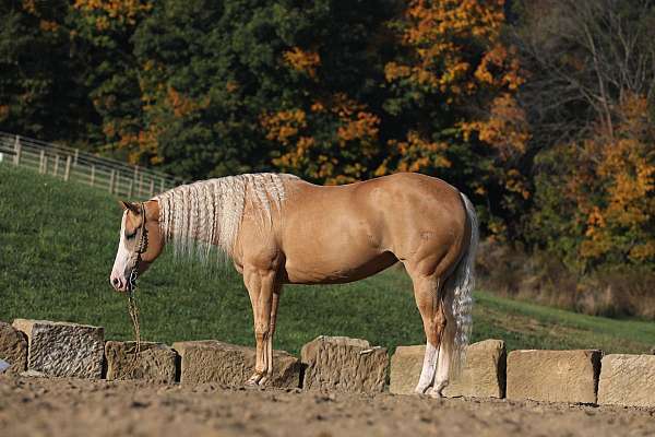 palomino-nrbc-mare-stallion