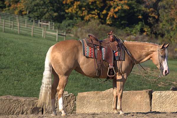 palomino-mare-stallion-for-sale