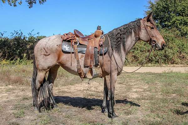 red-roan-double-dilute-horse