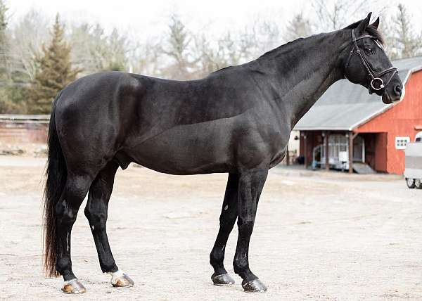 spotted-warmblood-horse