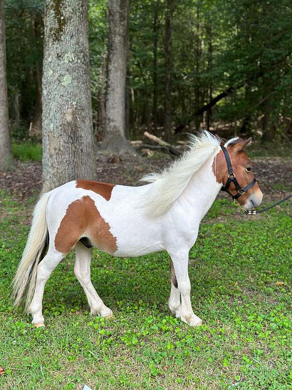 chestnut-pinto-stallion-horse