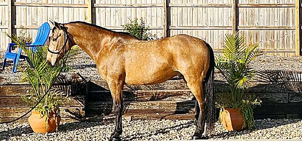 buckskin-see-pictures-horse