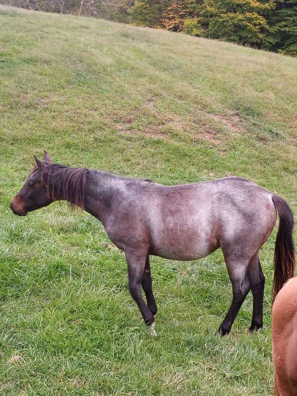 quarter-horse-filly