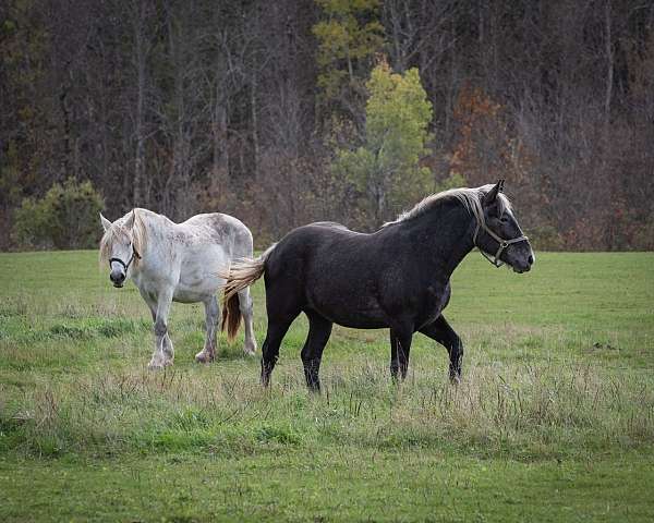 grey-rregular-star-horse