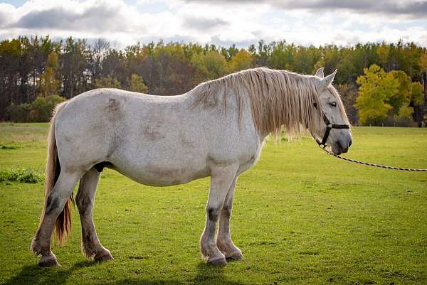 grey-narrow-strip-horse