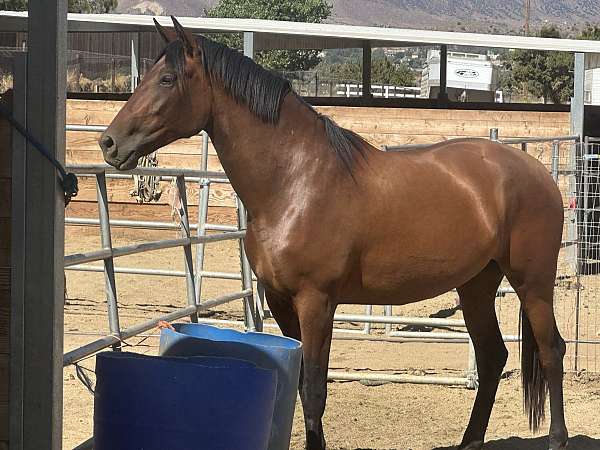 andalusian-horse-for-sale