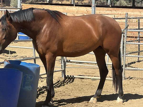 andalusian-horse