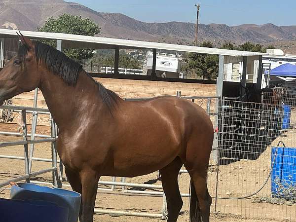 moon-andalusian-horse