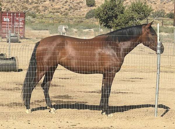 good-with-farrier-filly