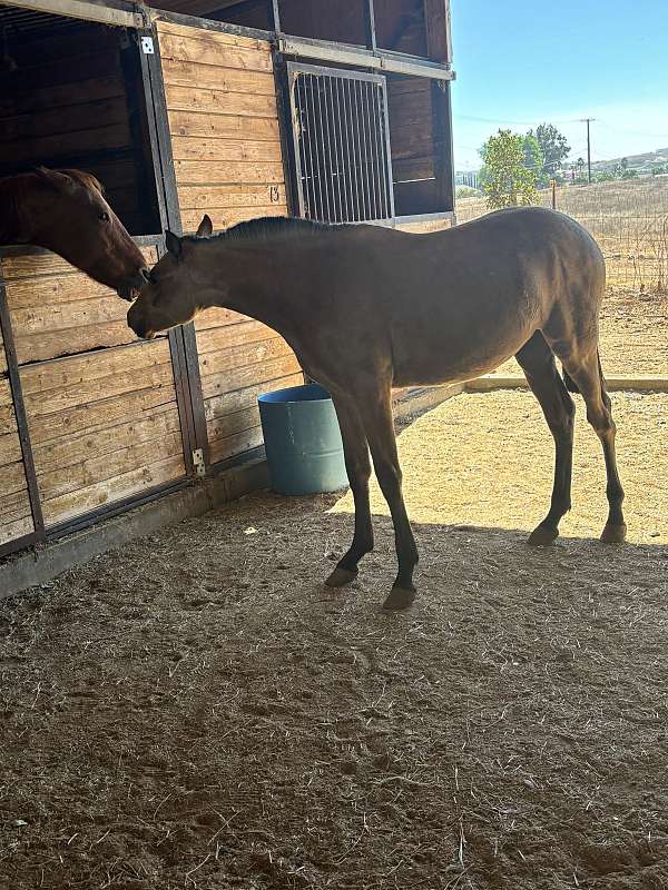 halter-show-andalusian-horse