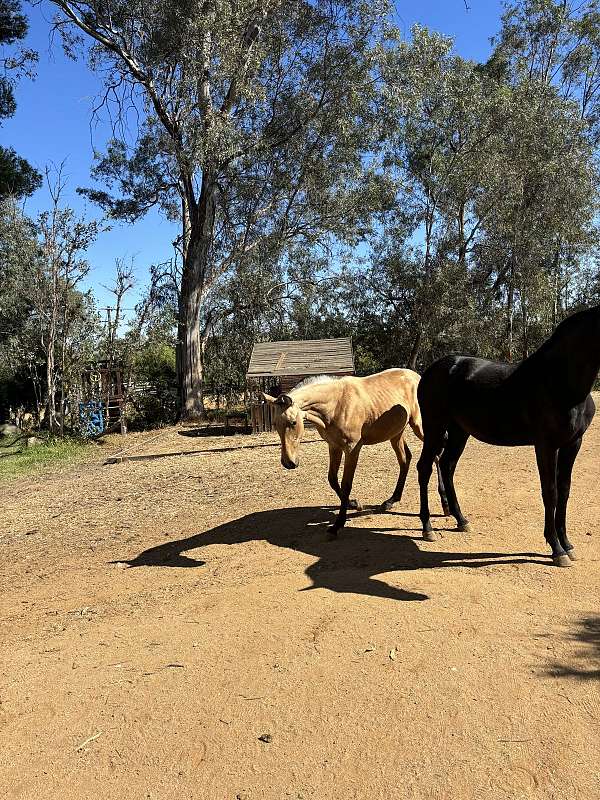 andalusian-filly