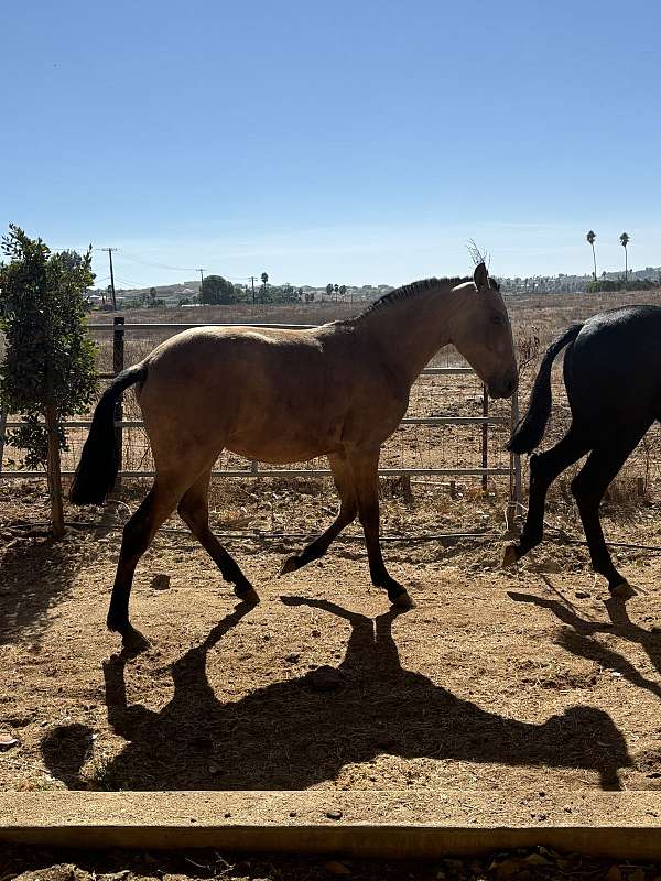 andalusian-horse