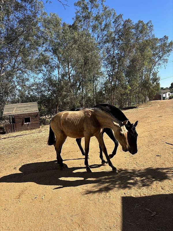 breaking-andalusian-horse