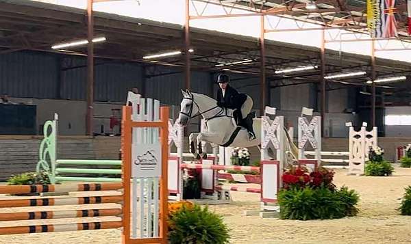 and-more-belgian-warmblood-horse