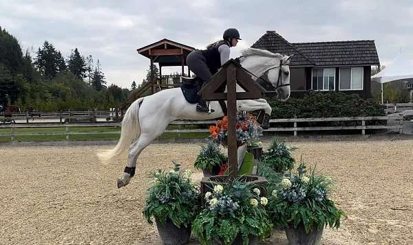 available-belgian-warmblood-horse