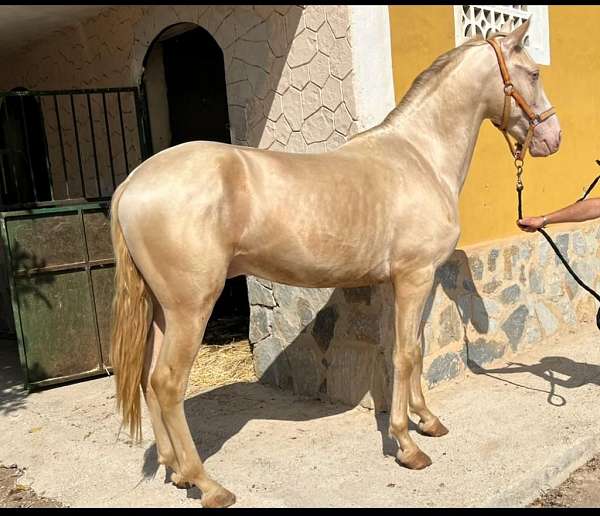 andalusian-colt