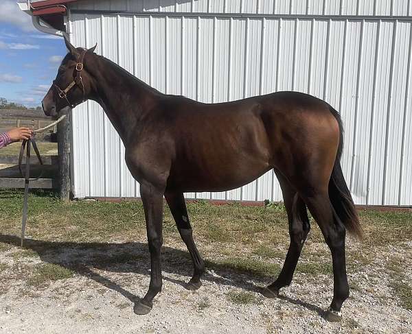 2022-thoroughbred-filly