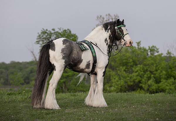 mini-gypsy-stallion