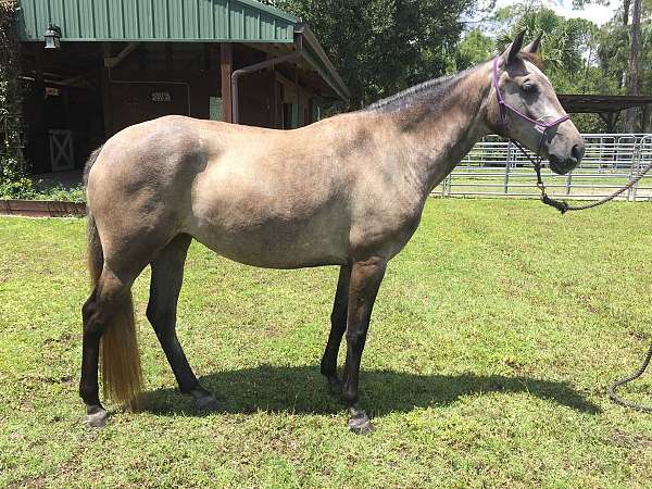 grey-mare-for-sale