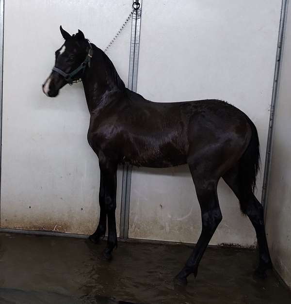 0-hand-andalusian-colt