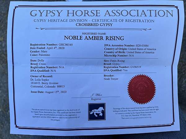 amber-gypsy-vanner-horse
