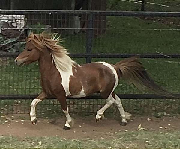 flashy-appaloosa-pinto-horse