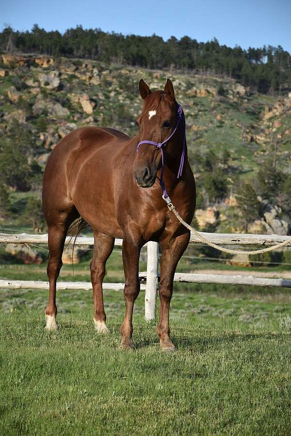 finished-ranch-filly