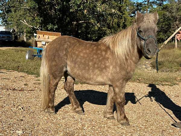 trail-pony